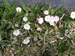 Convolvulus arvensis