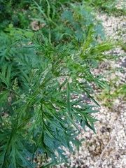 Urtica cannabina