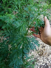 Urtica cannabina