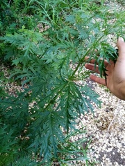 Urtica cannabina