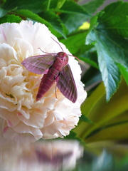 Deilephila elpenor lewisii