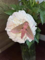 Deilephila elpenor lewisii