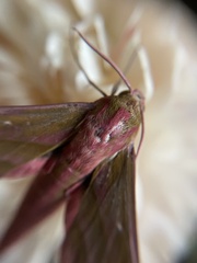 Deilephila elpenor lewisii