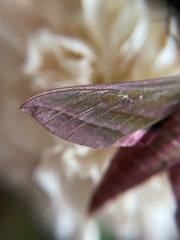 Deilephila elpenor lewisii