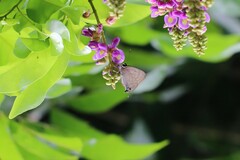 Deudorix epijarbas