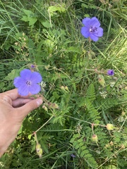 Geranium ruprechtii