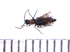 Cyrtosus longicollis