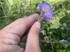Geranium ruprechtii