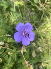 Geranium ruprechtii
