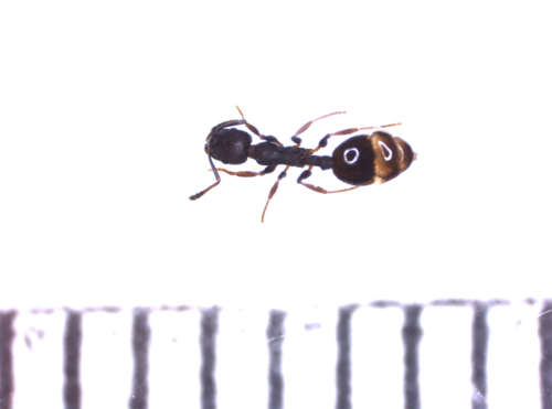 Temnothorax melasTemnothorax melas