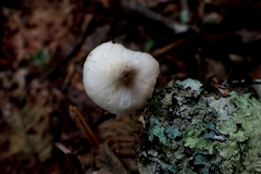 Pluteus leucoborealis
