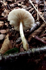 Pluteus leucoborealis