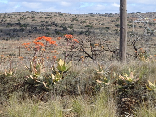 Aloe striata (Aloe striata)