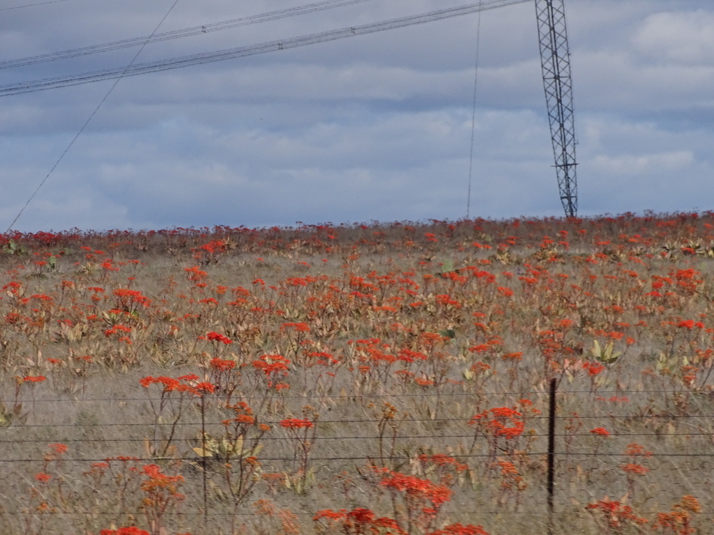 Aloe striata, Cacadu, Eastern Cape, South Africa