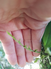 Sarcochilus falcatus