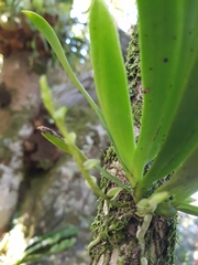 Sarcochilus falcatus