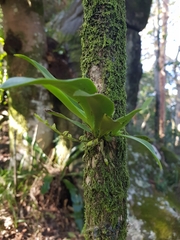 Sarcochilus falcatus