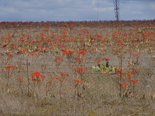Aloe striata