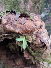 Sarcochilus falcatus