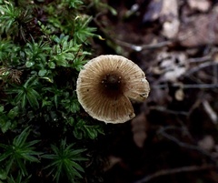 Inocybe intricata