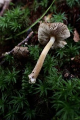 Inocybe intricata
