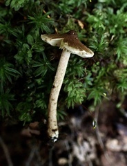 Inocybe intricata