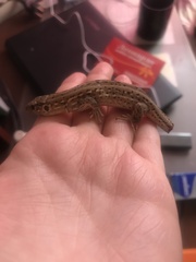 Lacerta agilis