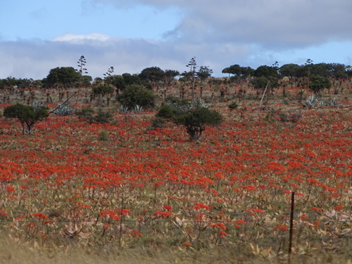 Aloe striata