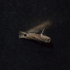 Culladia hastiferalis