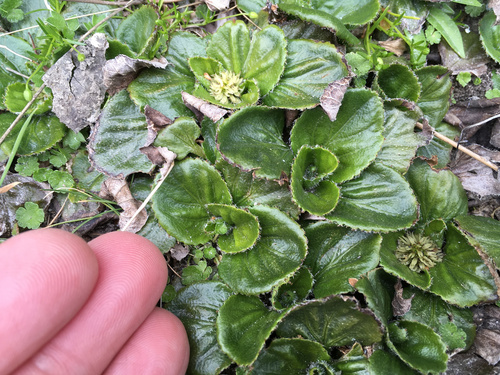 Gunnera cordifolia (Gunnera cordifolia)