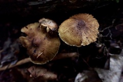 Inocybe intricata