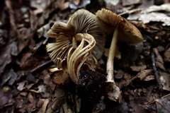 Inocybe intricata