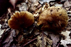 Inocybe intricata