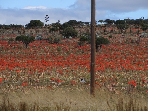 Aloe striata