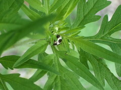 Zygogramma suturalis