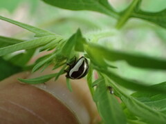 Zygogramma suturalis