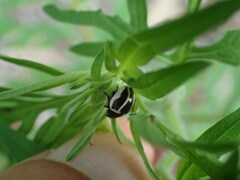 Zygogramma suturalis