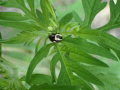 Zygogramma suturalis