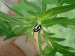 Zygogramma suturalis