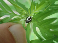 Zygogramma suturalis