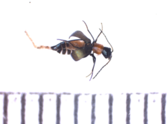 Cyrtosus longicollis