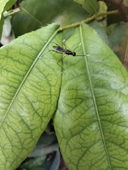 Rainieria