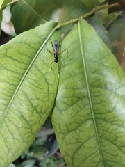 Rainieria