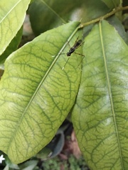 Rainieria