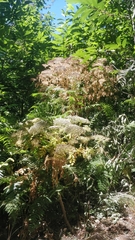 Daucus decipiens image