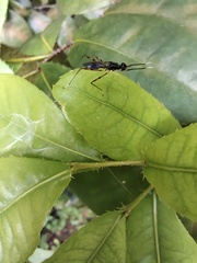 Rainieria