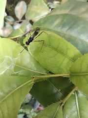 Rainieria