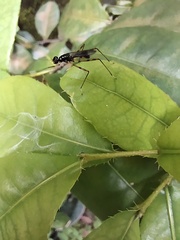 Rainieria