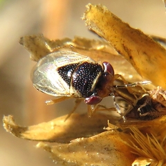 Geocoris megacephalus