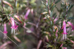 Styphelia triflora